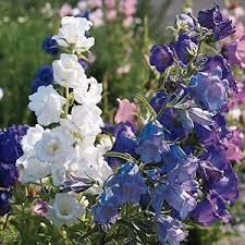 Image result for Campanula medium