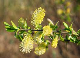 Attēlu rezultāti vaicājumam “Salix myrsinifolia male flower”