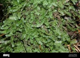 Attēlu rezultāti vaicājumam “Calypogeia”