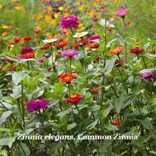 Image result for Zinnia elegans