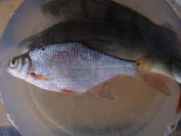 Image result for Blicca bjoerkna