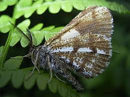 Attēlu rezultāti vaicājumam “Bupalus piniaria male”
