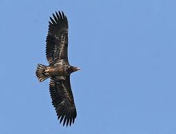 Image result for Haliaeetus albicilla