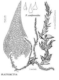 Attēlu rezultāti vaicājumam “Serpoleskea subtilis”