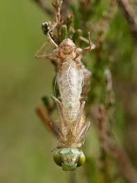 Attēlu rezultāti vaicājumam “Leucorrhinia albifrons female”