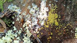 Attēlu rezultāti vaicājumam “Ceratiomyxa porioides young”