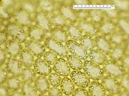 Attēlu rezultāti vaicājumam “Jungermannia leiantha”