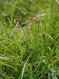 Attēlu rezultāti vaicājumam “Allium oleraceum flower”