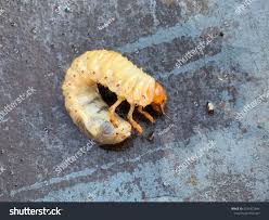 Attēlu rezultāti vaicājumam “Gryllotalpa gryllotalpa”