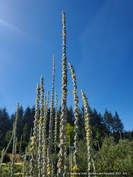 Attēlu rezultāti vaicājumam “Verbascum”