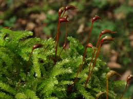 Attēlu rezultāti vaicājumam “Eurhynchium angustirete”