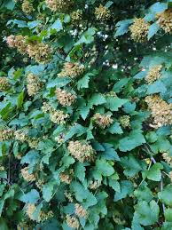 Attēlu rezultāti vaicājumam “Physocarpus opulifolius”