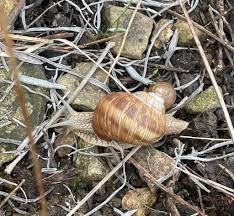 Attēlu rezultāti vaicājumam “Helix pomatia”