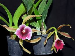 Attēlu rezultāti vaicājumam “Trichia ambigua stalked”