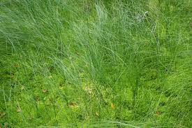 Attēlu rezultāti vaicājumam “Carex lasiocarpa leaf”