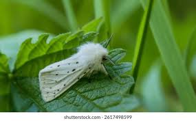 Attēlu rezultāti vaicājumam “Spilosoma lubricipeda”