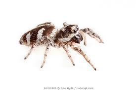 Attēlu rezultāti vaicājumam “Salticus scenicus”