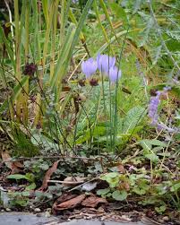 Attēlu rezultāti vaicājumam “Crocus speciosus flower”