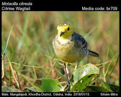 Attēlu rezultāti vaicājumam “Motacilla citreola male”