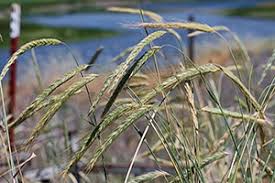 Image result for Secale cereale