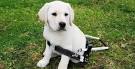 Guide Dogs for the Blind and Visually Impaired - Disaboom