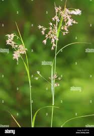 Attēlu rezultāti vaicājumam “Luzula luzuloides fruit”