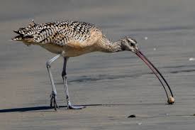 Image result for Numenius tenuirostris