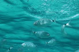 Image result for Oblada melanurus