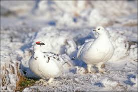 Image result for Lagopus muta