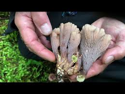 Attēlu rezultāti vaicājumam “Gomphus clavatus”