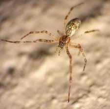 Attēlu rezultāti vaicājumam “Tetragnatha montana”