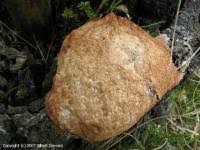 Attēlu rezultāti vaicājumam “Fuligo septica var. rufa”