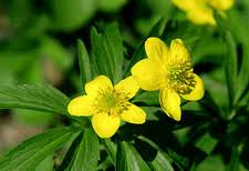 Attēlu rezultāti vaicājumam “Anemone ranunculoides bud”