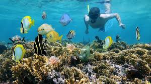 Image result for Darwen Snorkelling Club