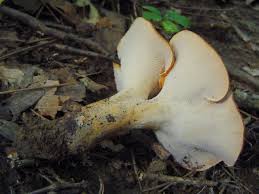 Attēlu rezultāti vaicājumam “Polyporus”