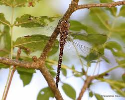 Attēlu rezultāti vaicājumam “Aeshna mixta female”