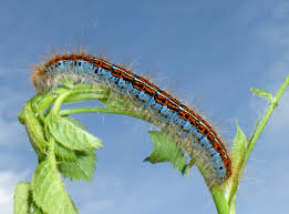 Attēlu rezultāti vaicājumam “Malacosoma castrensis male”