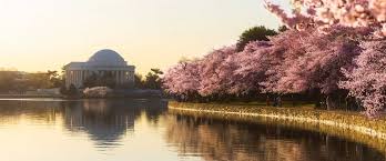 Image result for "cherry blossom" washington