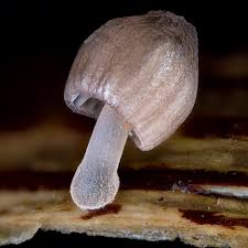 Attēlu rezultāti vaicājumam “Mycena belliarum”