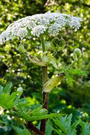 Attēlu rezultāti vaicājumam “Heracleum sosnowskyi flower”