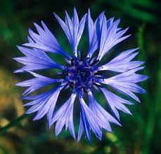 Attēlu rezultāti vaicājumam “Cyanus segetum flower”