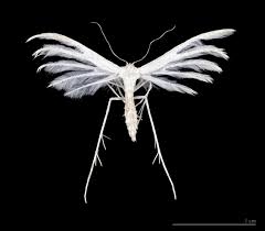 Attēlu rezultāti vaicājumam “Pterophoridae”