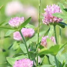 Attēlu rezultāti vaicājumam “Trifolium medium flower”