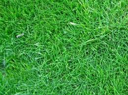 Attēlu rezultāti vaicājumam “Festuca rubra subsp. rubra fruit”