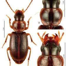 Attēlu rezultāti vaicājumam “Acupalpus flavicollis”