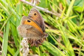 Attēlu rezultāti vaicājumam “Maniola jurtina male”