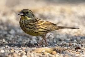 Image result for Emberiza spodocephala
