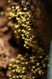 Attēlu rezultāti vaicājumam “Physarum flavicomum macro”