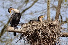 Attēlu rezultāti vaicājumam “Phalacrocorax carbo nest”