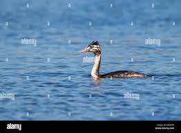 Attēlu rezultāti vaicājumam “Podiceps cristatus juvenile”